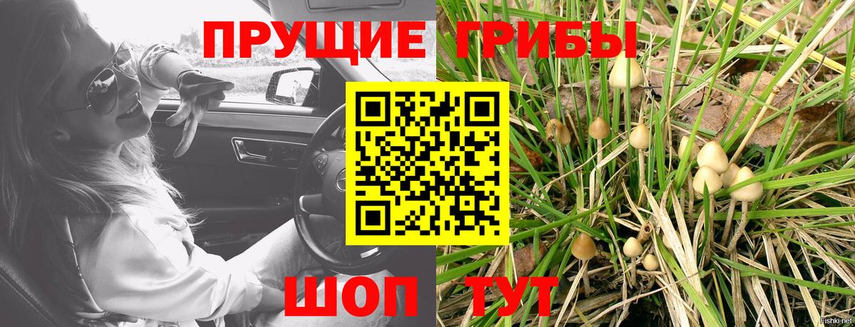 Псилоцибиновые грибы Psilocybine cubensis Кореновск